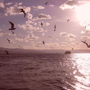 SAMSUNG DIGITAL CAMERA SAMSUNG DIGITAL CAMERA